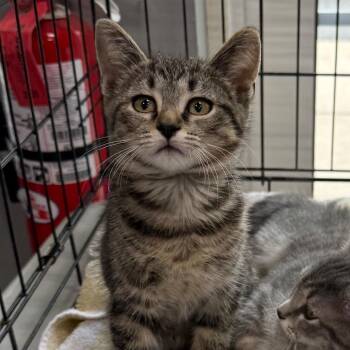 Jinx -  Domestic Short Hair Cat for Adoption in Potomac, Maryland - Jinx | PetCurious