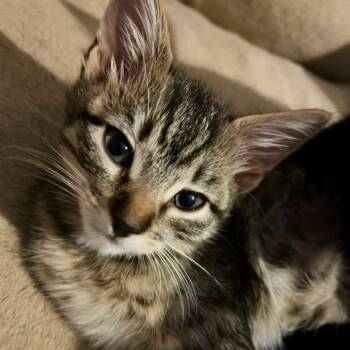 Rescue Domestic Medium Hair Cats for Adoption in San Antonio, Texas - Reba | PetCurious