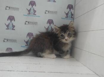 MADDOX -  Domestic Long Hair Cat for Adoption in Orlando, Florida - MADDOX | PetCurious