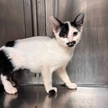 Hickory -  Domestic Short Hair Cat for Adoption in Stillwater, Oklahoma - Hickory | PetCurious