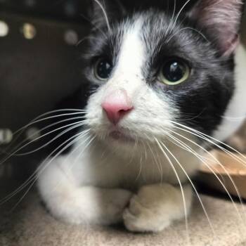 Domestic Short Hair Cats Available for Adoption in Pueblo, Colorado - PRINCESS | PetCurious