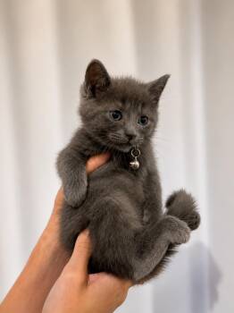 GHOST PEPPER -  Russian Blue and Domestic Short Hair Cat for Adoption in Columbus, Ohio - GHOST PEPPER | PetCurious