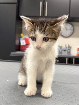 Terry -  Domestic Short Hair Cat for Adoption in Yankton, South Dakota - Terry | PetCurious