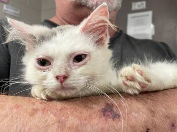Gravy -  Domestic Medium Hair Cat for Adoption in Murray, Kentucky - Gravy | PetCurious