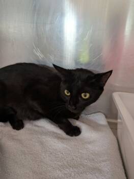 Rescue Domestic Short Hair Cats for Adoption in Leander, Texas - Meryl | PetCurious