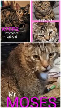 Mr. Moses, Keeps and Baby Cat -  Domestic Short Hair Cat for Adoption in Seven Valleys, Pennsylvania - Mr. Moses, Keeps And Baby Cat | PetCurious