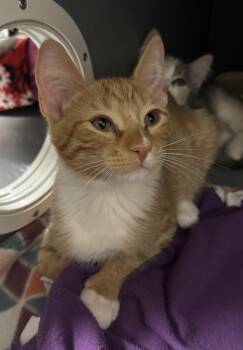 Tiger Meower -  Domestic Short Hair and Tabby Cat for Adoption in Chandler, Arizona - Tiger Meower | PetCurious