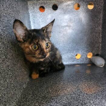 Island Princess COH-A-68713 -  Domestic Short Hair Cat for Adoption in Volcano, Hawaii - Island Princess COH-A-68713 | PetCurious
