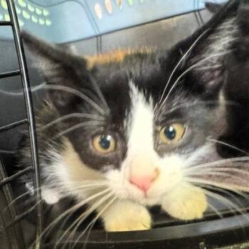 Delane -  Domestic Short Hair Cat for Adoption in Lenexa, Kansas - Delane | PetCurious