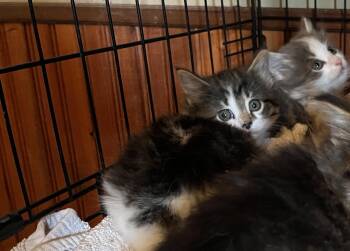 American Shorthair Cats Available for Adoption in Ashland, Ohio - Croissant | PetCurious