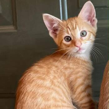 Georgie -  Domestic Short Hair Cat for Adoption in Winchester, Virginia - Georgie | PetCurious