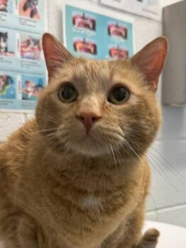 Domestic Short Hair Cats Available for Adoption - Tabby | PetCurious