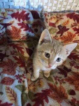 Rescue Domestic Short Hair Cats for Adoption in Lincoln Park, New Jersey - Pumpkin | PetCurious