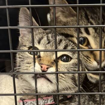 Rescue Domestic Short Hair Cats for Adoption in Troutdale, Oregon - Thing 2 (mcas) | PetCurious