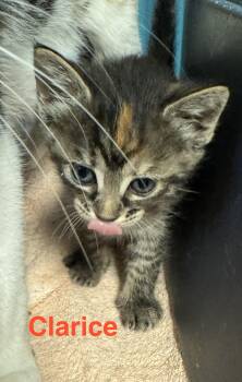 Tabby and Domestic Short Hair Cats Available for Adoption in Shrewsbury, Massachusetts - Clarice | PetCurious