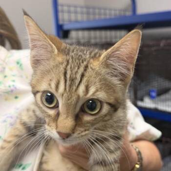 Domestic Short Hair Cats Available for Adoption in Midland, Texas - Redford | PetCurious