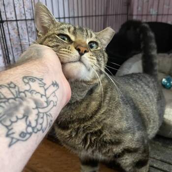 Karo -  Domestic Short Hair Cat Available for Adoption in Aspinwall, Pennsylvania - Karo | PetCurious