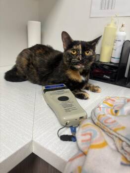 Domestic Short Hair Cats Available for Adoption - Baby | PetCurious