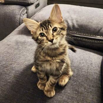 Morello -  Domestic Short Hair Cat for Adoption in Richmond, Virginia - Morello | PetCurious