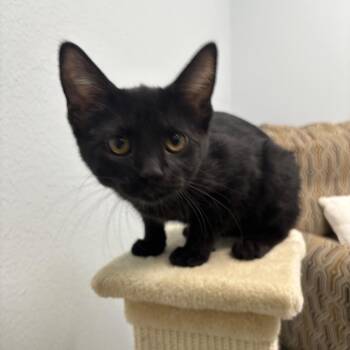Elvira -  Domestic Short Hair Cat for Adoption in Crookston, Minnesota - Elvira | PetCurious