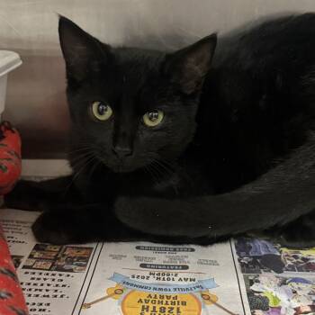 Rescue Domestic Short Hair Cats for Adoption in Marion, Virginia - Grady | PetCurious