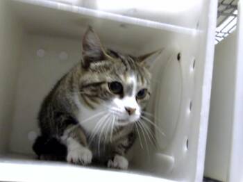 Rescue Domestic Short Hair Cats for Adoption in Albuquerque, New Mexico - TURKEY | PetCurious