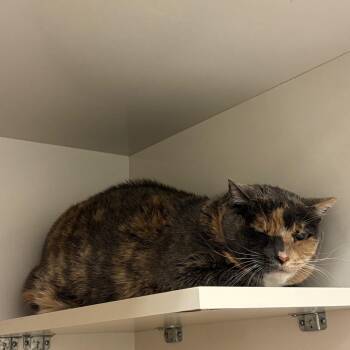 Goldie -  Domestic Short Hair Cat for Adoption in Redwood City, California - Goldie | PetCurious