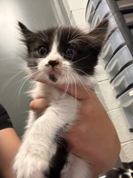 Rescue Domestic Long Hair Cats for Adoption in Henderson, North Carolina - BW Kitten 1 | PetCurious