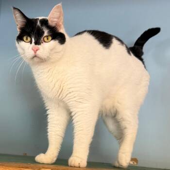Stella C26-025 -  Domestic Short Hair Cat for Adoption in Elbow Lake, Minnesota - Stella C26-025 | PetCurious