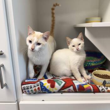 Domestic Short Hair and Siamese Cats Available for Adoption - Beagle | PetCurious