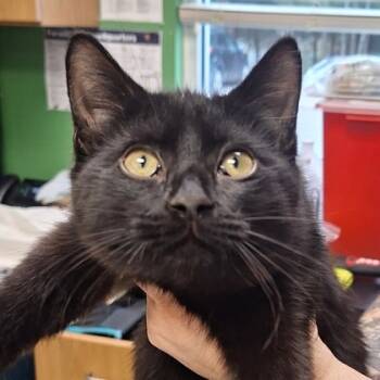 Rescue Domestic Short Hair Cats for Adoption in Kansas City, Missouri - Logan | PetCurious