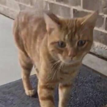 Domestic Short Hair Cats Available for Adoption in Midland, Texas - Oliver | PetCurious