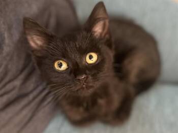 STRING BEAN -  Domestic Short Hair Cat for Adoption in Colorado Springs, Colorado - STRING BEAN | PetCurious
