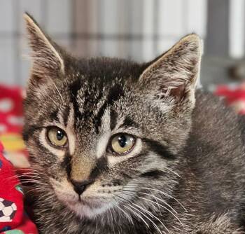 Finn -  Domestic Short Hair Cat for Adoption in Lovingston, Virginia - Finn | PetCurious