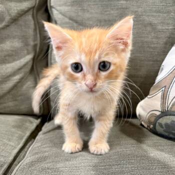 Rescue Domestic Short Hair Cats for Adoption in Austin, Texas - Zorpin 24 | PetCurious