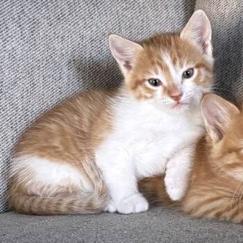 Rescue Domestic Short Hair Cats for Adoption in Austin, Texas - Da Mighty Pumpkin 26 | PetCurious