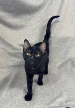 Birdie -  Domestic Short Hair Cat for Adoption in Newberg, Oregon - Birdie | PetCurious