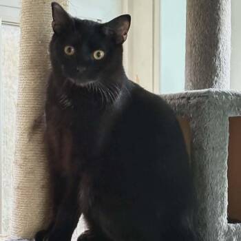 Domestic Short Hair Cats Available for Adoption - Chip - Mexican Food Litter | PetCurious