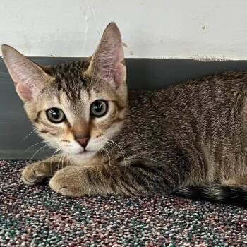 Abe -  Domestic Short Hair Cat for Adoption in Buffalo, New York - Abe | PetCurious
