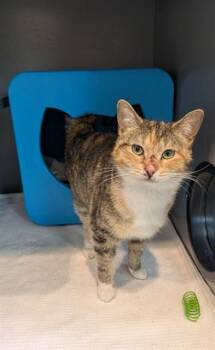 Domestic Short Hair Cats Available for Adoption in Leesburg, Virginia - PATCH | PetCurious