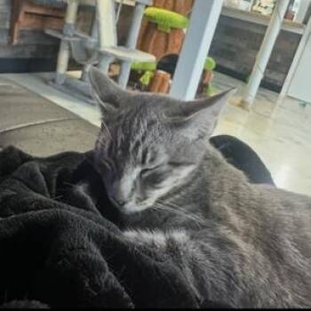 Blossom -  Domestic Short Hair Cat for Adoption in West Warwick, Rhode Island - Blossom | PetCurious