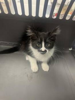 Penguin -  Domestic Long Hair and Domestic Short Hair Cat for Adoption in Roseville, California - Penguin | PetCurious