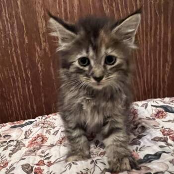 Pumpkin -  Domestic Medium Hair Cat for Adoption in Edwards, Illinois - Pumpkin | PetCurious