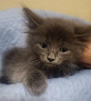 Russian Blue Cats Available for Adoption in New Braunfels, Texas - Smoky | PetCurious