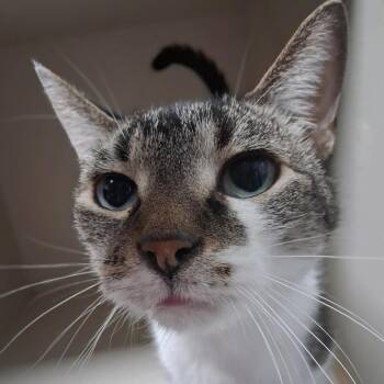 Lucky -  Domestic Short Hair Cat for Adoption in Monticello, Iowa - Lucky | PetCurious