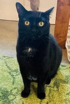 Domestic Short Hair Cats Available for Adoption - Quinn | PetCurious