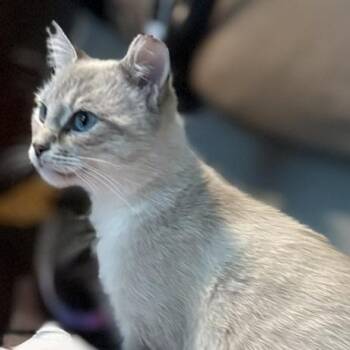Milkshake -  Siamese Cat for Adoption in Mount Pleasant, South Carolina - Milkshake | PetCurious