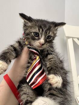 Domestic Short Hair Cats Available for Adoption in Gaithersburg, Maryland - Twig | PetCurious