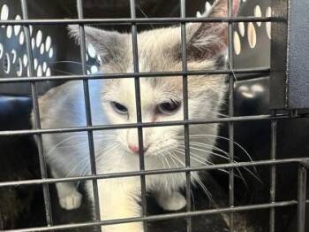 Opha Mae -  Domestic Short Hair Cat for Adoption in West Chester, Pennsylvania - Opha Mae | PetCurious