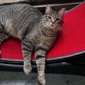 Bart -  Domestic Short Hair Cat for Adoption in Brighton, Missouri - Bart | PetCurious